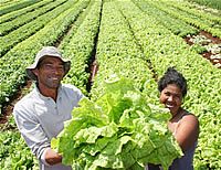 28 de julho - Dia do Agricultor