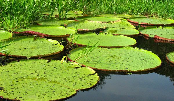 Dia da Amazônia: o que isso tem a ver com você?