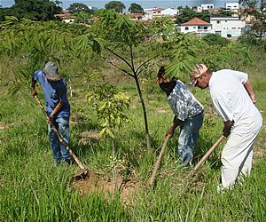 Dois anos depois, como está o "Itu Pela Vida - Plante Essa Ideia"?