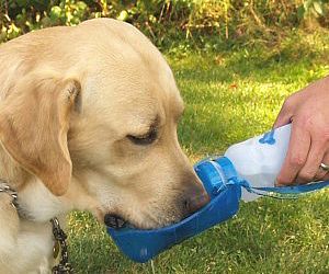 O verão e os animais: Saiba como proteger seu cão no calor