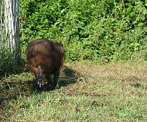 Zoonoses de Porto Feliz captura capivara