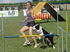 Imagem de: Final do Campeonato Brasileiro de Agility rene amantes do esporte 