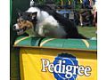 Imagem de: Itu sedia Campeonato Paulista de Agility no dia 6